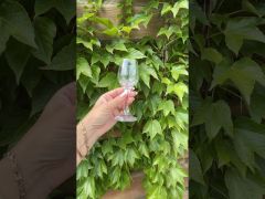 Рюмки на ножке 6*75мл Амбер Pasabahce 440286 video 0